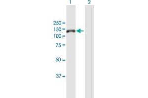 Western Blot analysis of GTF3C2 expression in transfected 293T cell line by GTF3C2 MaxPab polyclonal antibody. (GTF3C2 抗体  (AA 1-911))