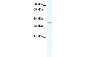 WB Suggested Anti-APEX1 Antibody Titration:  1. (APEX1 抗体  (N-Term))
