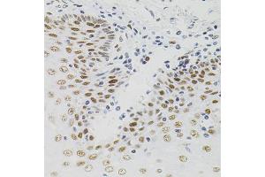 Immunohistochemistry of paraffin-embedded human esophagus using AKAP8 antibody (ABIN5975842) (40x lens).