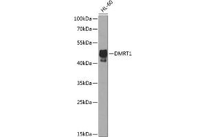 Western blot analysis of extracts of HL-60 cells, using DMRT1 antibody  at 1:1000 dilution. (DMRT1 抗体  (AA 134-373))