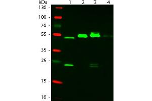 Western Blot of ATTO 550 Rabbit Anti-Mouse IgG (gamma 1, 2a, 2b, 3) secondary antibody. (兔 anti-小鼠 IgG Antibody (Atto 550) - Preadsorbed)