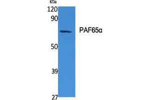 Western Blot (WB) analysis of specific cells using PAF65alpha Polyclonal Antibody. (TAF6L 抗体  (N-Term))