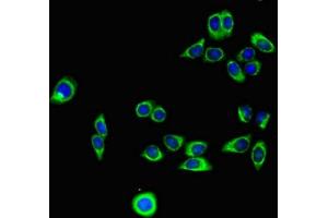 Immunofluorescent analysis of PC-3 cells using ABIN7163728 at a dilution of 1:100 and Alexa Fluor 488-congugated AffiniPure Goat Anti-Mouse IgG(H+L). (PODXL 抗体)