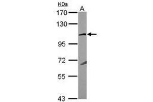 Image no. 1 for anti-Glutamate Receptor, Ionotropic, Kainate 4 (GRIK4) (N-Term) antibody (ABIN1494025) (GRIK4 抗体  (N-Term))