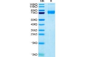 SDS-PAGE (SDS) image for Sialic Acid Binding Ig-Like Lectin 5 (SIGLEC5) (AA 17-434) protein (His-Avi Tag,Biotin) (ABIN7275599)
