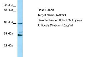Host: RabbitTarget Name: RAB3CAntibody Dilution: 1. (Rab3c 抗体  (C-Term))