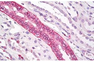 Image no. 1 for anti-Aquaporin 3 (Gill Blood Group) (AQP3) (AA 268-292) antibody (ABIN1492021) (AQP3 抗体  (AA 268-292))