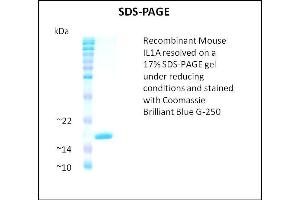 SDS-PAGE (SDS) image for Interleukin 1 alpha (IL1A) (Active) protein (ABIN5509332) (IL1A 蛋白)