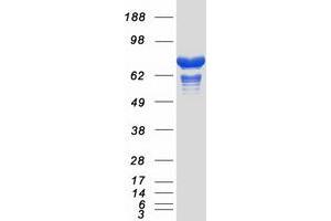 Validation with Western Blot (SH3BP1 Protein (Myc-DYKDDDDK Tag))
