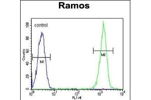 CMTM7 Antibody (N-term) (ABIN651213 and ABIN2840134) flow cytometric analysis of Ramos cells (right histogram) compared to a negative control cell (left histogram). (CMTM7 抗体  (N-Term))