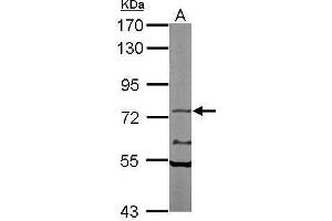 Western blot analysis of 50 ug of whole cell lysate (A: Mouse brain) using a 7. (NXF1 抗体)