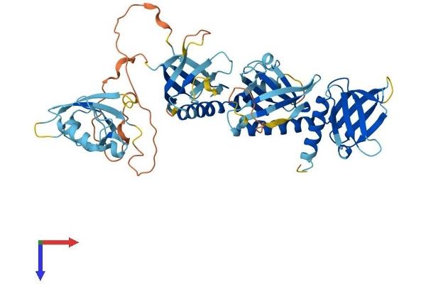 SNTA1 Protein (AA 1-503) (His tag)