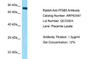 Western Blotting (WB) image for anti-Integrin beta 3 (ITGB3) (N-Term) antibody (ABIN2789560) (Integrin beta 3 抗体  (N-Term))