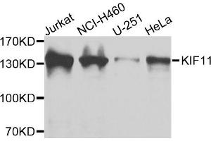 Western blot analysis of extracts of various cells, using KIF11 antibody. (KIF11 抗体)