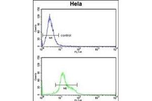 DTX4 Antibody (N-term) (ABIN652817 and ABIN2842533) flow cytometry analysis of Hela cells (bottom histogram) compared to a negative control cell (top histogram).