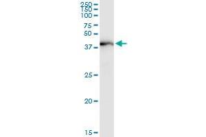 Immunoprecipitation of AADAT transfected lysate using anti-AADAT MaxPab rabbit polyclonal antibody and Protein A Magnetic Bead , and immunoblotted with AADAT purified MaxPab mouse polyclonal antibody (B01P) . (AADAT 抗体  (AA 1-429))