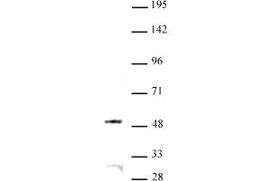 JMJD6 antibody (pAb) tested by Western blot. (JMJD6 抗体  (N-Term))