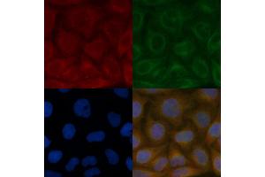 RFT1 Mouse Monoclonal Antibody staining Hela cells by IF/ICC. (RFT1 抗体)