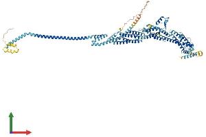 Protein Structure (PS) image for Exocyst Complex Component 6 (EXOC6) (AA 1-804) protein (His tag) (ABIN7553861)