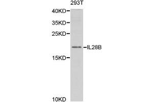 Western Blotting (WB) image for anti-Interleukin 28B (Interferon, lambda 3) (IL28B) antibody (ABIN1876849) (IL28B 抗体)