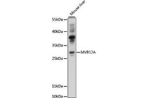 Western blot analysis of extracts of mouse liver, using MVB12A antibody (ABIN7267104) at 1000 dilution. (FAM125A 抗体  (AA 1-273))