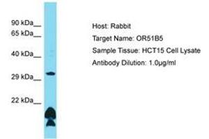 Image no. 1 for anti-Olfactory Receptor, Family 51, Subfamily B, Member 5 (OR51B5) (AA 197-246) antibody (ABIN6750487) (OR51B5 抗体  (AA 197-246))