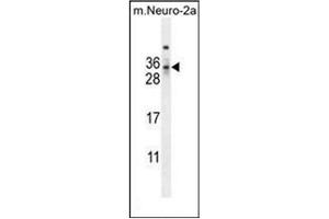 Western blot analysis of MAF1 Antibody (Center) in mouse Neuro-2a cell line lysates (35ug/lane). (MAF1 抗体  (Middle Region))
