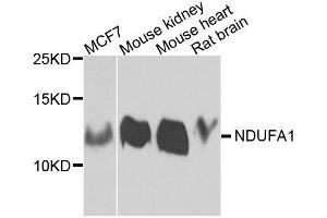 Western blot analysis of extracts of various cell lines, using NDUFA1 antibody. (NDUFA1 抗体  (AA 1-70))