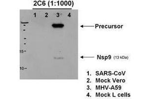 Western blotting using  anti-MHV-A59 nsp9 antibody to detect protein in various lysates, 6h post MHV infection. (MHV NSP9 抗体)
