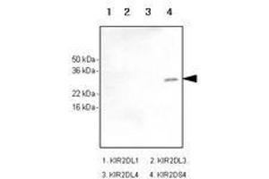 Image no. 1 for anti-Killer Cell Immunoglobulin-Like Receptor, Two Domains, Short Cytoplasmic Tail, 4 (KIR2DS4) antibody (ABIN377222) (KIR2DS4 抗体)