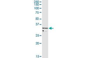 WBSCR22 MaxPab rabbit polyclonal antibody. (WBSCR22 抗体  (AA 1-281))