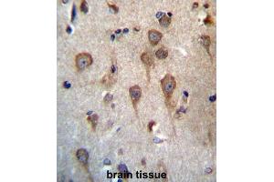 Immunohistochemistry (IHC) image for anti-Glycoprotein Hormone beta 5 (GPHb5) antibody (ABIN2997225) (GPHB5 抗体)