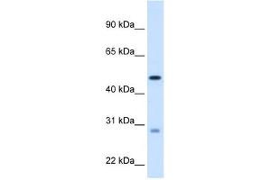 Western Blotting (WB) image for anti-Enoyl CoA Hydratase, Short Chain, 1, Mitochondrial (ECHS1) (C-Term) antibody (ABIN2782327)