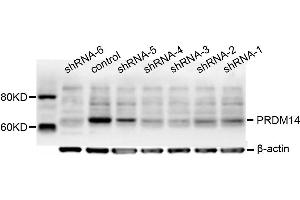 Dot Blot (DB) image for anti-PR Domain Containing 14 (PRDM14) antibody (ABIN1876766) (PRDM14 抗体)
