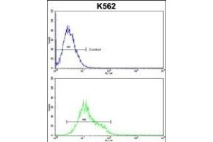 Denatured ATG1 Antibody (ABIN653062 and ABIN2842663) flow cytometric analysis of k562 cells (bottom histogram) compared to a negative control(top histogram).