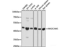 MADCAM1 抗体