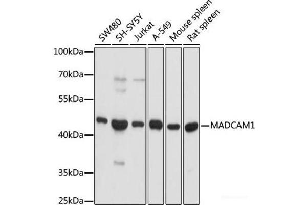 MADCAM1 antibody