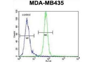 Flow cytometric analysis of MDA-MB435 cells (right histogram) compared to a negative control cell (left histogram) using AKT1 / PKB  Antibody  (C-term), followed by FITC-conjugated goat-anti-rabbit secondary antibodies. (AKT1 抗体  (C-Term))