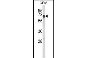Western blot analysis of EDIL3 Antibody in CEM cell line lysates (35ug/lane) (EDIL3 抗体  (AA 337-365))