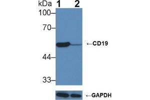 Western blot analysis of (1) Wild-type Raji cell lysate, and (2) CD19 knockout Raji cell lysate, using Rabbit Anti-Mouse CD19 Antibody (1 µg/ml) and HRP-conjugated Goat Anti-Mouse antibody (abx400001, 0.
