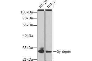 Western blot analysis of extracts of various cell lines, using Syntenin antibody (ABIN6132381, ABIN6147469, ABIN6147470 and ABIN6220999) at 1:1000 dilution. (SDCBP 抗体  (AA 1-260))