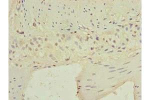 Immunohistochemistry of paraffin-embedded human small intestine tissue using ABIN7145326 at dilution of 1:100 (C9orf89 抗体  (AA 1-183))