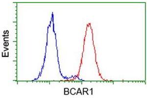 Image no. 1 for anti-Breast Cancer Anti-Estrogen Resistance 1 (BCAR1) antibody (ABIN1496832) (BCAR1 抗体)