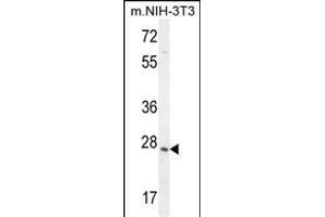 ZCCHC17 Antibody (Center) (ABIN654970 and ABIN2844608) western blot analysis in mouse NIH-3T3 cell line lysates (35 μg/lane). (ZCCHC17 抗体  (AA 159-187))