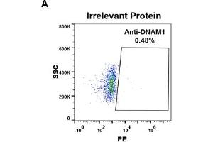 Expi 293 cell line transfected with irrelevant protein (A) and human DNAM-1 (B) were surface stained with Rabbit anti-DNAM-1 monoclonal antibody 1 μg/mL (clone: DM95) followed by PE-conjugated anti-rabbit IgG secondary antibody.