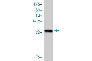 Western Blot detection against Immunogen (36. (Cyclin B1 抗体  (AA 1-90))