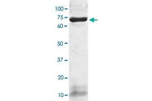 The whole cell lysate derived from human hepatoma HepG2 was immunoblotted PSAP polyclonal antibody  at 1 : 500. (Prosaposin 抗体  (AA 300-360))