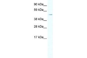 HSF1 antibody (20R-1123) used at 0. (HSF1 抗体  (C-Term))