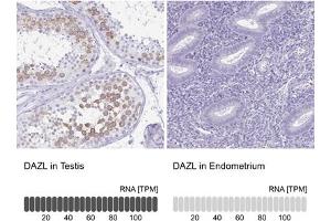 Immunohistochemical staining (Formalin-fixed paraffin-embedded sections) of human testis and endometrium tissues. (DAZL 抗体  (AA 169-231))