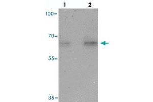 Western blot analysis of NELF in HeLa cell lysate with NELF polyclonal antibody  at (lane 1) 1 and (lane 2) 2 ug/mL. (NMDA Receptor Synaptonuclear Signaling and Neuronal Migration Factor (NSMF) (Internal Region) 抗体)